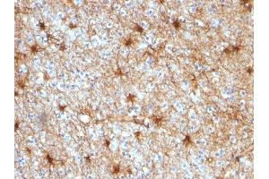 Formalin-fixed, paraffin-embedded human Cerebellum stained with GFAP Mouse Monoclonal Antibody (GA-5). (GFAP 抗体)