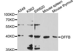 Western blot analysis of extracts of various cell lines, using DFFB antibody (ABIN4903473) at 1:1000 dilution. (DFFB 抗体)