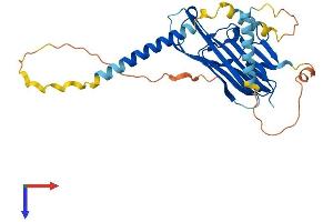RANKL Protein (AA 1-316) (His tag)