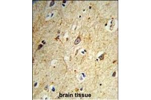 Formalin-fixed and paraffin-embedded human brain tissue reacted with GABARL1 Antibody, which was peroxidase-conjugated to the secondary antibody, followed by DAB staining. (GABARAPL1 抗体)