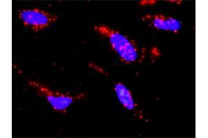 Proximity Ligation Assay (PLA) image for anti-Heat Shock 70kDa Protein 1-Like (HSPA1L) (AA 561-641) antibody (ABIN561381)