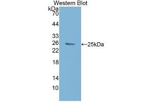 Western Blotting (WB) image for anti-Caspase 8 (CASP8) (AA 217-384) antibody (ABIN1077919)