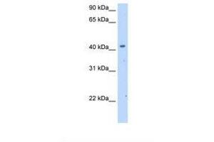 Image no. 1 for anti-Solute Carrier Family 25 (Mitochondrial Carrier, Phosphate Carrier), Member 24 (SLC25A24) (AA 151-200) antibody (ABIN320841)