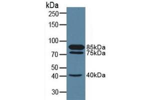 Detection of CD10 in Porcine Kidney Tissue using Polyclonal Antibody to Neprilysin (CD10) (MME 抗体  (AA 382-538))