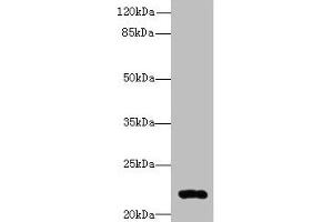 Western blot All lanes: ARL14 antibody at 0. (ARL14 抗体  (AA 2-192))
