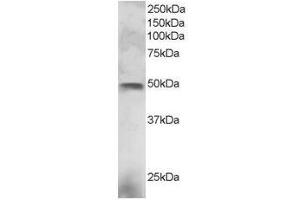 Image no. 1 for anti-E74-Like Factor 3 (Ets Domain Transcription Factor, Epithelial-Specific) (ELF3) (C-Term) antibody (ABIN374234) (ELF3 抗体  (C-Term))