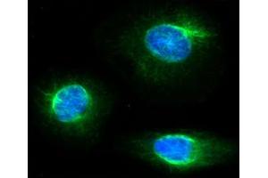 ICC/IF analysis of FKBP4 in HeLa cells line, stained with DAPI (Blue) for nucleus staining and monoclonal anti-human FKBP4 antibody (1:100) with goat anti-mouse IgG-Alexa fluor 488 conjugate (Green). (FKBP4 抗体  (AA 1-459))