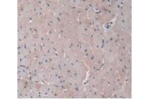Immunohistochemistry (IHC) image for anti-Orosomucoid 1 (ORM1) (AA 19-186) antibody (ABIN7428035)