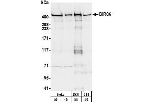 Western Blotting (WB) image for anti-Baculoviral IAP Repeat-Containing 6 (BIRC6) (C-Term) antibody (ABIN7453916)
