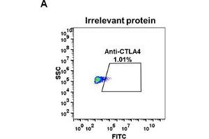 Expi 293 cell line transfected with irrelevant protein  (A) and human C  (B) were surface stained with Rabbit anti-C monoclonal antibody 1 μg/mL (clone: DM50) followed by Alexa 488-conjugated anti-rabbit IgG secondary antibody. (Recombinant CTLA4 抗体  (AA 36-161))