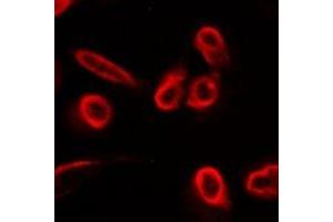 Immunofluorescence (IF) image for anti-Solute Carrier Family 22 (Organic Cation Transporter), Member 11 (SLC22A11) antibody (ABIN7307190)