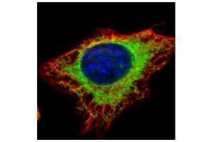 Immunofluorescence (IF) image for anti-Glucosidase, Alpha, Neutral AB (GANAB) (N-Term) antibody (ABIN2855336)