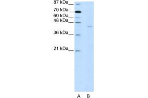 Western Blotting (WB) image for anti-PiggyBac Transposable Element Derived 1 (PGBD1) antibody (ABIN2461950) (PGBD1 抗体)