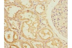 Immunohistochemistry of paraffin-embedded human kidney tissue using ABIN7167152 at dilution of 1:100 (RASA4 抗体  (AA 60-290))