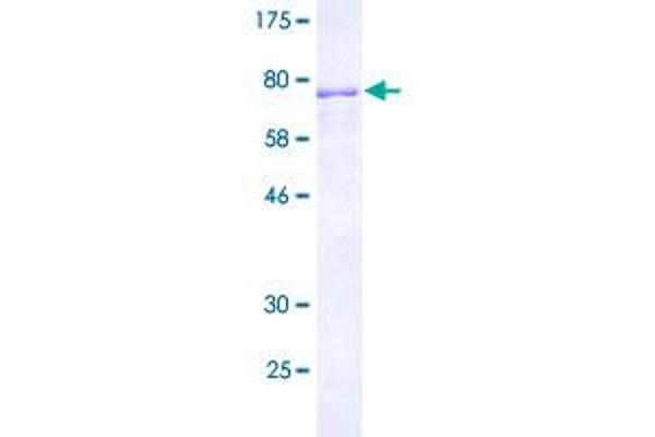 CELF3 Protein (AA 1-465) (GST tag)