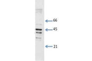 Species+tissue/cell type: Total rat cardiac lysate 1: 8 ug total cardiac lysate 2: 15 ug total cardiac lysate 3: 30 ug total cardiac lysate 4: 50 ug total cardiac lysatePrimary antibody dilution: 0. (Connexin 43/GJA1 抗体  (N-Term))