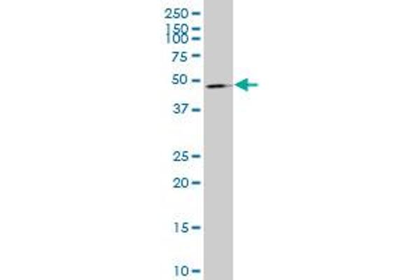 Zinc Finger Protein 650 (ZNF650) (AA 1-110) 抗体