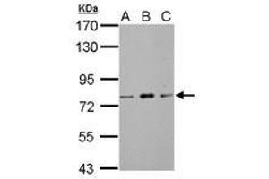 Image no. 3 for anti-Zinc Finger and BTB Domain Containing 20 (ZBTB20) (AA 1-668) antibody (ABIN1501916) (ZBTB20 抗体  (AA 1-668))