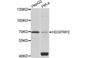 Western blot analysis of extracts of HepG2 and HeLa cell lines, using HDGFRP2 antibody. (HDGFRP2 抗体)