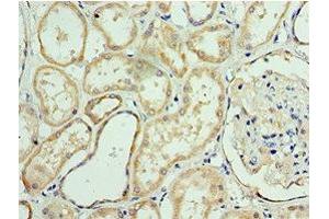 Immunohistochemistry of paraffin-embedded human kidney tissue using ABIN7144071 at dilution of 1:100 (APC1 抗体  (AA 1-185))
