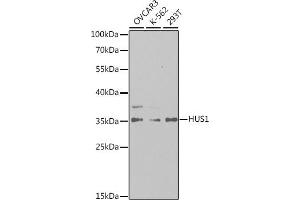 Western blot analysis of extracts of various cell lines, using HUS1 antibody (ABIN6131777, ABIN6142085, ABIN6142087 and ABIN6221056) at 1:1000 dilution. (HUS1 抗体  (AA 1-280))