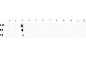 Histone H3 dimethyl Lys4 pAb tested by dot blot analysis. (Histone 3 抗体  (H3K4me2))