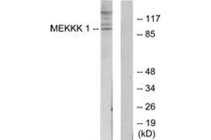 Western blot analysis of extracts from HepG2 cells, using MEKKK 1 Antibody. (MAP4K1 抗体  (AA 371-420))