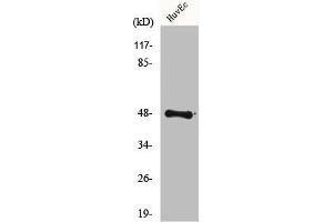Western Blot analysis of 293 cells using FoxD3 Polyclonal Antibody (FOXD3 抗体  (Internal Region))