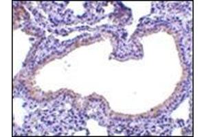 Immunohistochemistry of SLPI in mouse lung tissue with this product at 10 μg/ml. (SLPI 抗体  (Center))