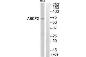 Western Blotting (WB) image for anti-ATP-Binding Cassette, Sub-Family F (GCN20), Member 2 (ABCF2) (Internal Region) antibody (ABIN1850852) (ABCF2 抗体  (Internal Region))