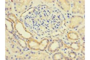 Immunohistochemistry of paraffin-embedded human kidney tissue using ABIN7158641 at dilution of 1:100 (LY96 抗体  (AA 19-160))