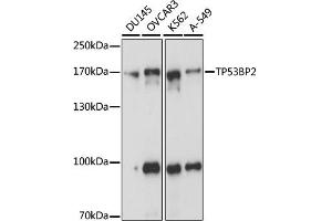 Western blot analysis of extracts of various cell lines, using TP53BP2 antibody (ABIN6292836) at 1:1000 dilution. (TP53BP2 抗体)
