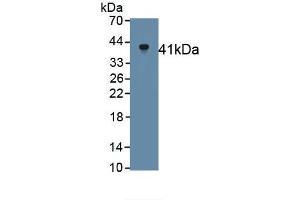 Detection of Recombinant Klotho, Rat using Monoclonal Antibody to Klotho (KL) (Klotho 抗体  (AA 517-956))
