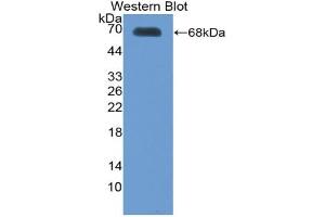 Western blot analysis of the recombinant protein. (Thrombopoietin 抗体  (AA 22-349))