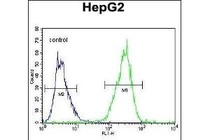 TXNL2 Antibody (N-term) (ABIN656034 and ABIN2845407) flow cytometric analysis of HepG2 cells (right histogram) compared to a negative control cell (left histogram). (GLRX3 抗体  (N-Term))