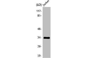 Western Blot analysis of MCF7 cells using Olfactory receptor 2H2 Polyclonal Antibody (OR2H2 抗体  (C-Term))