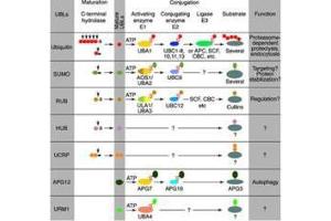 Figure 1: Conjugation pathways for ubiquitin and ubiquitin-like modifiers (UBLs). (SUMO1 抗体)