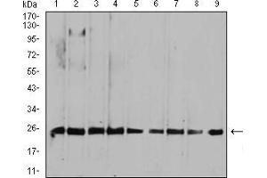 Western blot analysis using RALA mouse mAb against HepG2 (1), MCF-7 (2), A549 (3), K562 (4), Raji (5), MOLT4 (6), Hela (7), COS7 (8), and NIH3T3 (9) cell lysate. (rala 抗体  (AA 71-203))