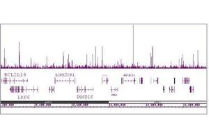 HNF-3α / FOXA1 antibody (mAb) tested by ChIP-Seq. (FOXA1 抗体  (AA 7-103))