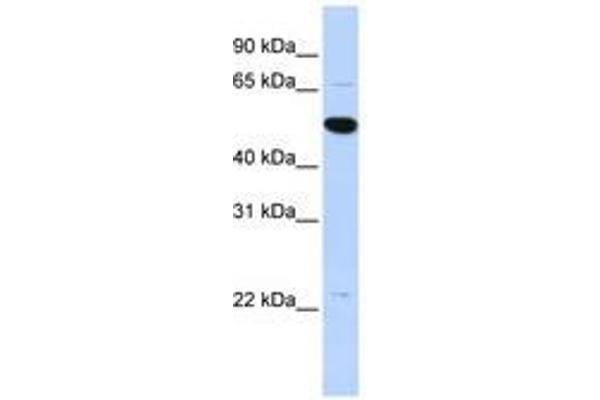 ARHGAP36 抗体  (AA 468-517)