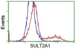 HEK293T cells transfected with either RC204737 overexpress plasmid (Red) or empty vector control plasmid (Blue) were immunostained by anti-SULT2A1 antibody (ABIN2453700), and then analyzed by flow cytometry. (SULT2A1 抗体)