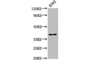 Western Blot Positive WB detected in: K562 whole cell lysate All lanes: PRB1 antibody at 3. (PRB1 抗体  (AA 17-92))