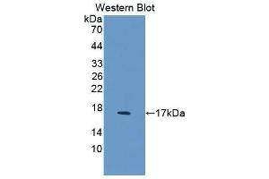 Detection of Recombinant FABP2, Porcine using Polyclonal Antibody to Fatty Acid Binding Protein 2, Intestinal (FABP2) (FABP2 抗体  (AA 4-129))