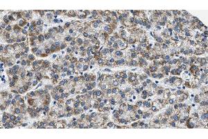 Immunohistochemistry (IHC) image for anti-G Protein-Coupled Receptor 37 Like 1 (GPR37L1) (N-Term) antibody (ABIN6259605)