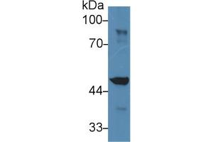 Western Blot; Sample: Mouse Liver lysate; Primary Ab: 2µg/ml Rabbit Anti-Mouse IDH1 Antibody Second Ab: 0. (IDH1 抗体  (AA 99-325))