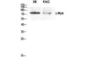 Western Blotting (WB) image for anti-V-Myb Myeloblastosis Viral Oncogene Homolog (Avian) (MYB) (Ser93) antibody (ABIN3183978)