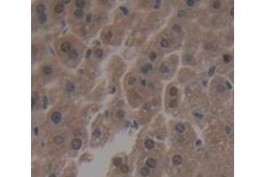 IHC-P analysis of Mouse Tissue, with DAB staining. (IRF3 抗体  (AA 1-406))