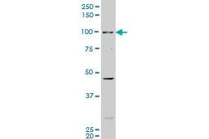 Western Blotting (WB) image for anti-Aryl Hydrocarbon Receptor (AHR) (AA 721-820) antibody (ABIN513203)