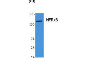 Western Blot (WB) analysis of specific cells using NFRkappaB Polyclonal Antibody. (NFRKB 抗体  (Internal Region))