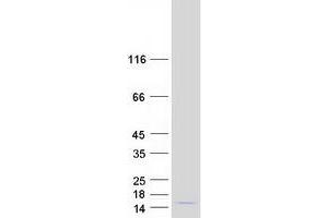 Western Blotting (WB) image for Polymerase (RNA) II (DNA Directed) Polypeptide K, 7.0kDa (POLR2K) protein (Myc-DYKDDDDK Tag) (ABIN2729327)